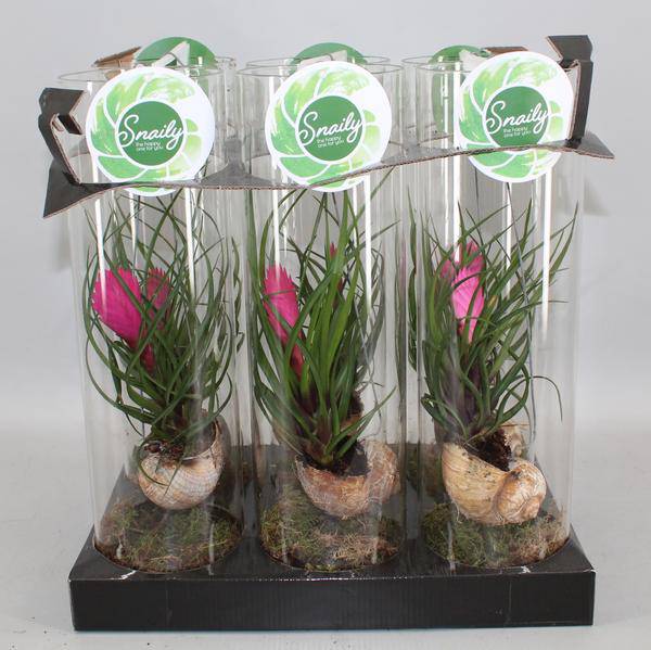 Blaue Tillandsie – Tillandsia cyanea – Zimmerpflanze – Ø11cm – ca. 38cm hoch – Exotisch & pflegeleicht – Mit violetter Blüte – Für Fensterbank, Büro & Bad 