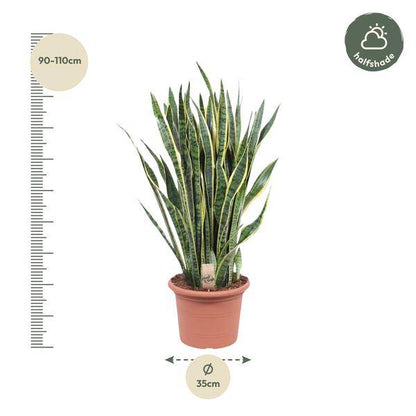 Bogenhanf – Sansevieria Laurentii – Zimmerpflanze 100cm – Ø35cm – Pflegeleichte Grünpflanze mit gelbem Rand – Luftreinigende Schlangenpflanze für Wohnzimmer, Büro & Schlafzimmer 