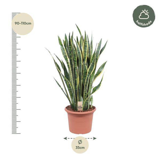 Bogenhanf – Sansevieria Laurentii – Zimmerpflanze 100cm – Ø35cm – Pflegeleichte Grünpflanze mit gelbem Rand – Luftreinigende Schlangenpflanze für Wohnzimmer, Büro & Schlafzimmer 
