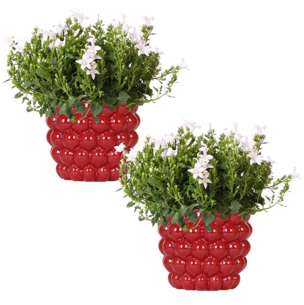 Glockenblume - Campanula Addenda Ambella White in Berry-Dekotöpfen - Topfgröße 12 cm - Staude - Winterhart - 2 Stück 