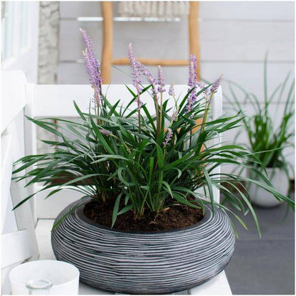 Liriope muscari 'Ingwersen' – Glöckchentraube – Immergrüne Staude – Ø14cm – ↨25-30cm – 3 Pflanzen– Bodendecker für Schatten & Halbschatten 