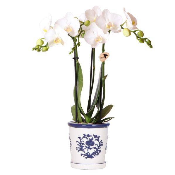 Orchidee Amabilis Weiß – Zimmerpflanze mit 2–3 Stielen – Im Malaga Ziertopf Blau Ø9cm – Elegante Phalaenopsis für stilvolles Interieur & sommerliches Flair 