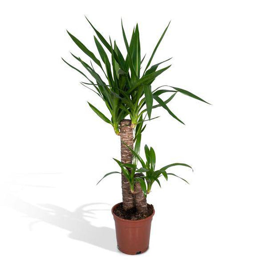 Palmlilie (Yucca Elephantipes) – Zimmerpflanze – Ø17cm Topf – ↕85cm – Sonnenliebende Yucca – Pflegeleicht & Trockenheitsresistent – Tropisches Flair für Innenräume 