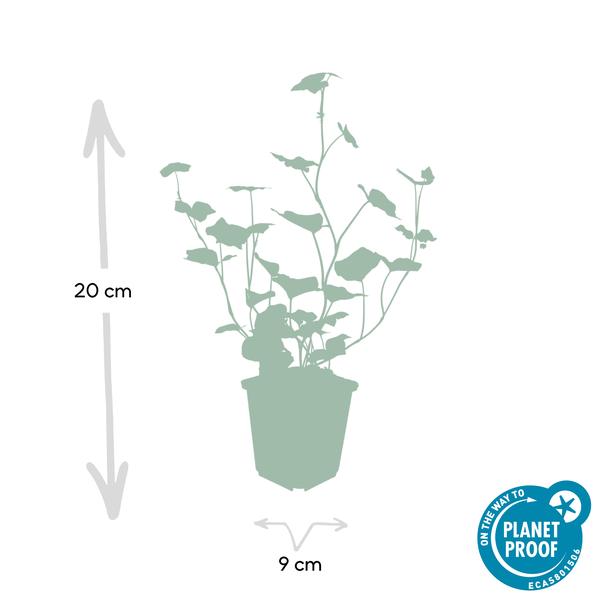 Großblättriger Irischer Efeu Hedera hibernica – Kletterpflanze & Bodendecker – Ø9cm – ↕10-25cm – 6 Pflanzen – pflegeleicht & robust 