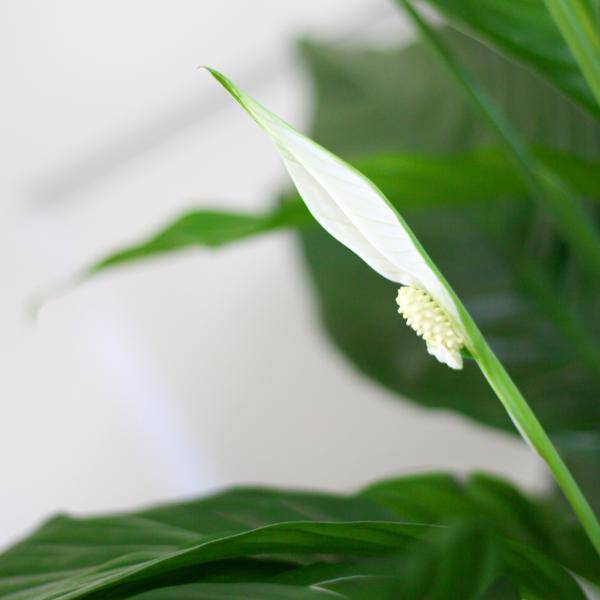 Scheidenblatt – Spathiphyllum – ↕80 cm – Ø21 cm-Topf + Naturkorb „Sofia“ – Zimmerpflanze mit weißen Blüten – Pflegeleicht & luftreinigend 