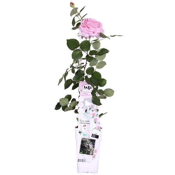 Rosa Rose -Rosa Crazy in love 'Pink' -  Ø15cm - ↕65cm 
