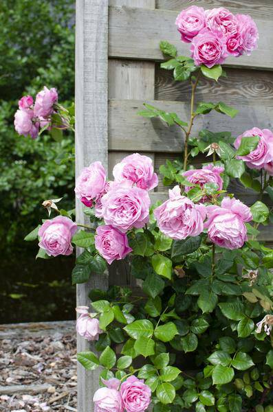 Rosen Mix - ↨65cm - Ø15cm - 3 Stück 