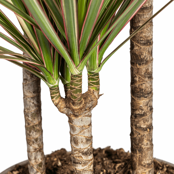 Dracaena Marginata Bicolor – Drachenbaum – Ø21cm – ↕110-130cm – Elegante Zimmerpflanze mit zweifarbigen Blättern – Pflegeleicht & luftreinigend 