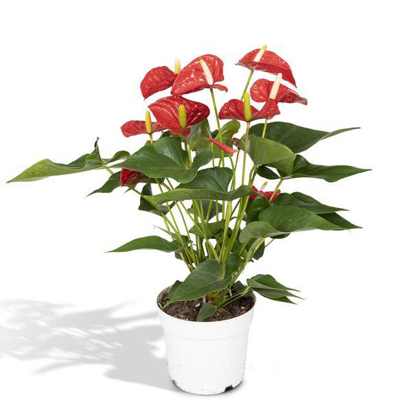 Flamingoblume - Anthurium Rot - Zimmerpflanze - Ø17cm - ↕55cm – Elegante rote Blüten – Pflegeleichte Zimmerpflanze 