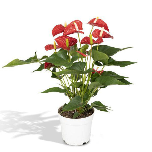 Flamingoblume - Anthurium Rot - Zimmerpflanze - Ø17cm - ↕55cm – Elegante rote Blüten – Pflegeleichte Zimmerpflanze 