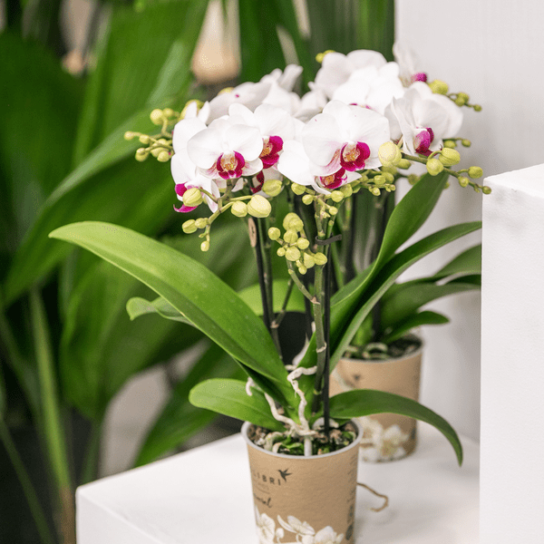 Weiße Phalaenopsis-Orchidee ‘Mineral Gibraltar’ – Blühende Zimmerpflanze – Ø9 cm-Topf – Elegante & langlebige Blüten – Orchidee für Fensterbank & Wohnraum 