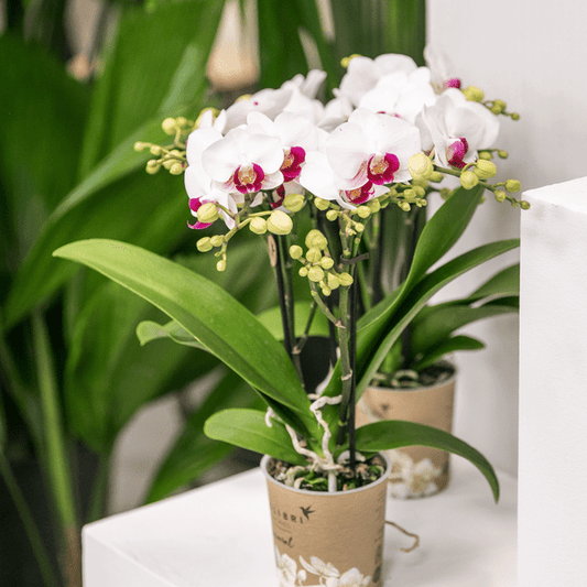 Weiße Phalaenopsis-Orchidee ‘Mineral Gibraltar’ – Blühende Zimmerpflanze – Ø9 cm-Topf – Elegante & langlebige Blüten – Orchidee für Fensterbank & Wohnraum 