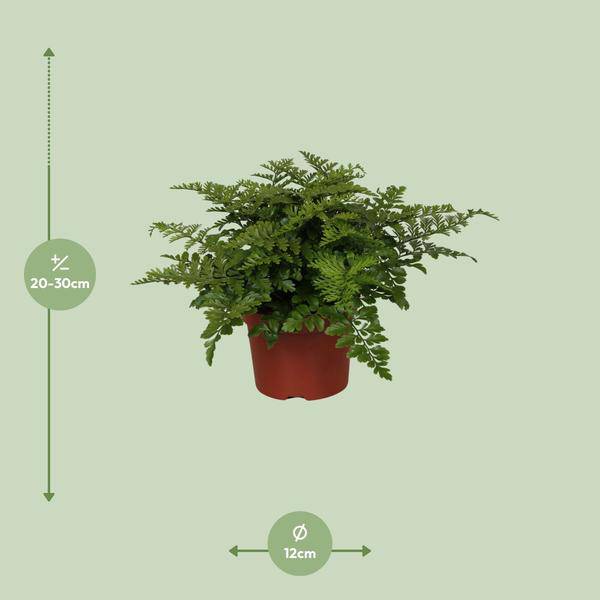 Nestfarn - Asplenium Parvati - Zimmerpflanze - Ø12cm - ↕25cm 