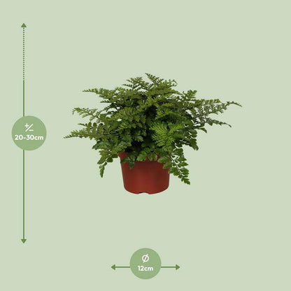 Nestfarn - Asplenium Parvati - Zimmerpflanze - Ø12cm - ↕25cm 