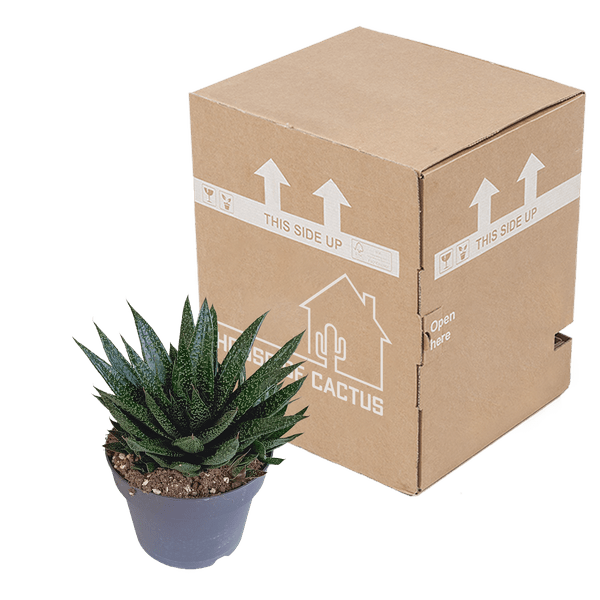 Gasterie - Gasteria 'd Due - Zimmerpflanze - Sukkulente - 17cm 