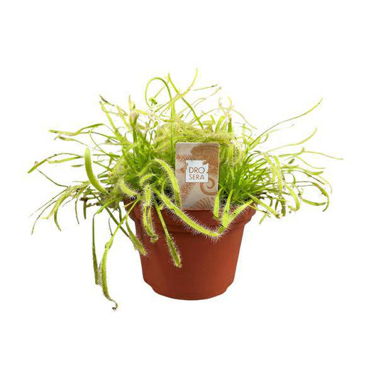 Kap-Sonnentau Drosera capensis – Karnivore Zimmerpflanze – Ø12cm – ca. 17cm hoch – Insektenfangpflanze mit Tautropfen-Effekt – Pflegeleicht & dekorativ 