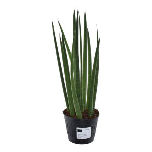 Sansevieria cylindrica Bacularis Mikado – Bogenhanf – pflegeleichte Zimmerpflanze – luftreinigend – ↕38cm – Ø10,5cm 