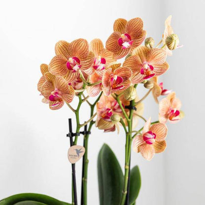 Phalaenopsis Orchidee Weiß - Jamaica + Lush Topf - Topfgröße Ø9cm - 40cm - blühende Zimmerpflanze 
