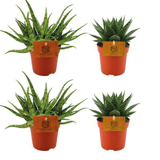Aloe Spider + Gasteria Hybrid Aurora – 4 Sukkulenten Ø10.5cm ↕10cm – pflegeleichte Zimmerpflanzen für Zuhause, Büro & Fensterbank 
