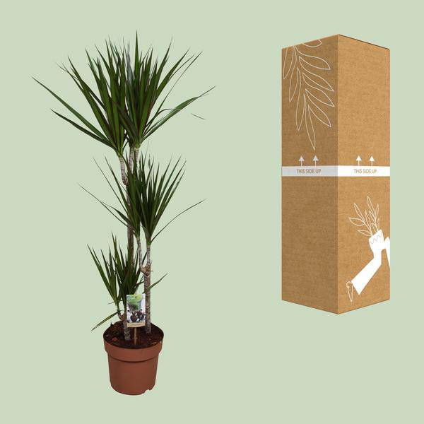 Drachenbaum - Dracaena marginata - Zimmerpflanze - Ø21cm - ↕120cm 