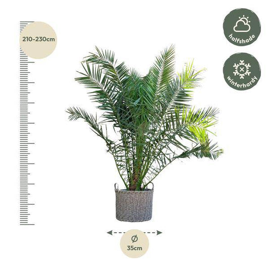 Phönix Canariensis – Kanarische Dattelpalme 300cm – Ø50cm – XXL-Palme mit gefiederten Blättern – Exotische Kübelpflanze für Wohnzimmer, Wintergarten, Terrasse & Garten – Pflegeleicht 