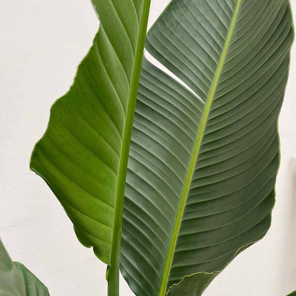 Baum-Strelitzie – Strelitzia Augusta mehrstämmig XXL – 250cm – Ø50cm – Weißer Paradiesvogel – Exotische XXL Zimmerpflanze für Wohnzimmer, Büro & Wintergarten 