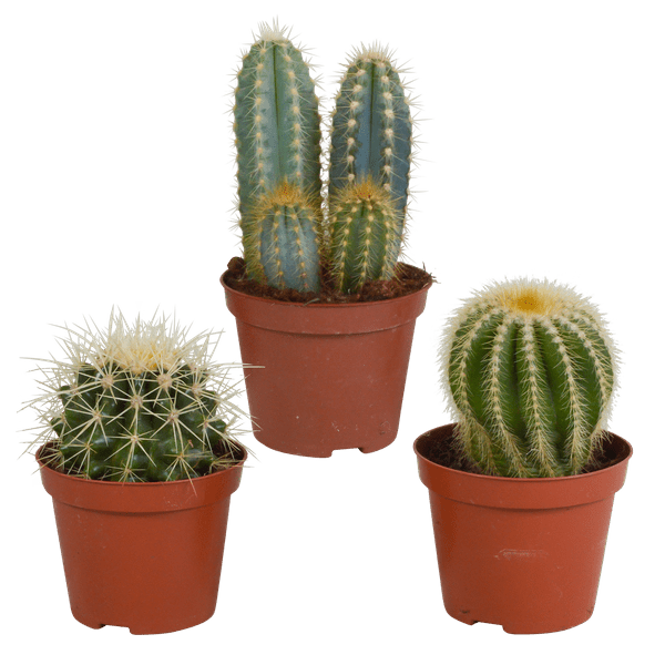 Kakteen Mix - Zimmerpflanzen - 8,5 cm - 3 Stück 
