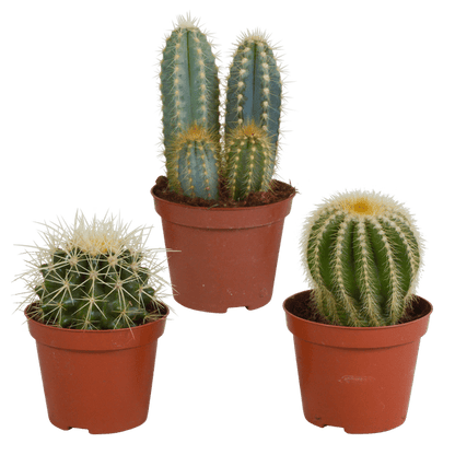 Kakteen Mix - Zimmerpflanzen - 8,5 cm - 3 Stück 