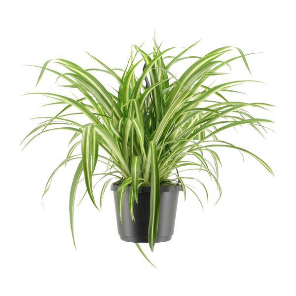 Grünlilie - Chlorophytum Comosum Variegatum - Zimmerpflanze - Ø17cm - ↕30cm 