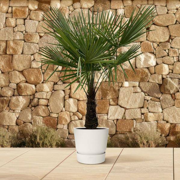 Hanfpalme – Trachycarpus 180cm – Ø30cm – Immergrüne Palme mit fächerförmigen Blättern – Exotische Kübelpflanze für Garten, Terrasse, Balkon & Innenbereich – Pflegeleicht 