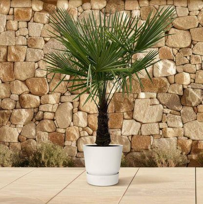 Hanfpalme – Trachycarpus 180cm – Ø30cm – Immergrüne Palme mit fächerförmigen Blättern – Exotische Kübelpflanze für Garten, Terrasse, Balkon & Innenbereich – Pflegeleicht 