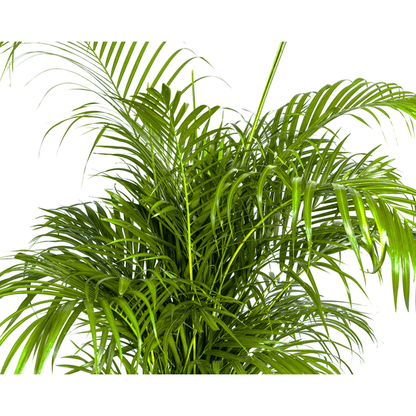 Dypsis Areca lutescens – Goldfruchtpalme – Zimmerpflanze – Ø27 cm – Höhe 150-170 cm – Tropische, federartige Blätter – Ideal für Wohnräume & Büro 