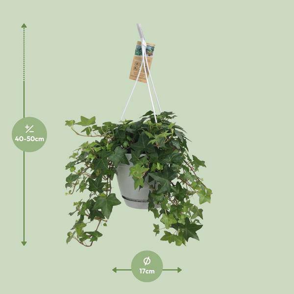 Hedera Helix Grün – Gemeiner Efeu – Zimmerpflanze im Hängetopf – Ø17cm – immergrüne Hänge- und Kletterpflanze für Innen- & Außenbereich 