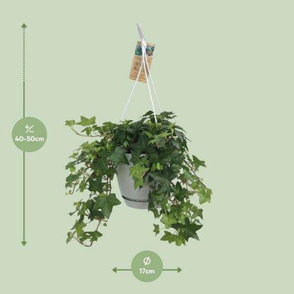 Hedera Helix Grün – Gemeiner Efeu – Zimmerpflanze im Hängetopf – Ø17cm – immergrüne Hänge- und Kletterpflanze für Innen- & Außenbereich 