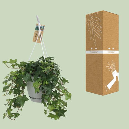 Hedera Helix Grün – Gemeiner Efeu – Zimmerpflanze im Hängetopf – Ø17cm – immergrüne Hänge- und Kletterpflanze für Innen- & Außenbereich 