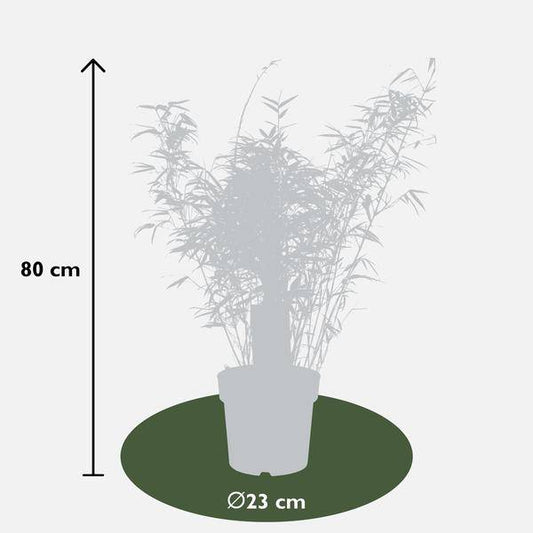 Schirmbambus - Fargesia rufa - Ø23cm - ↕80cm 