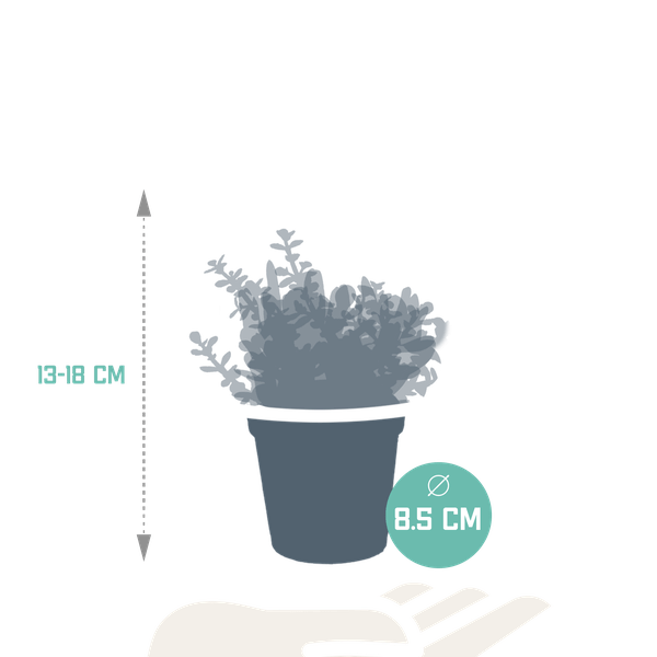Dickblatt - Crassula - Mix - Zimmerpflanze - 8,5 cm - 3 Stück 