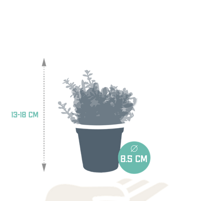 Dickblatt - Crassula - Mix - Zimmerpflanze - 8,5 cm - 3 Stück 