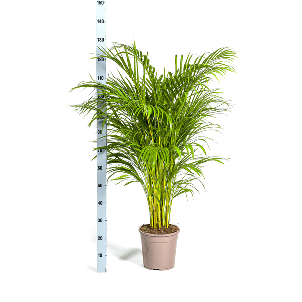 Dypsis Areca Lutescens – Goldfruchtpalme – Zimmerpflanze Ø24cm ↕120-140cm – Tropisch & dekorativ – Federartige Blätter – Pflegeleicht 