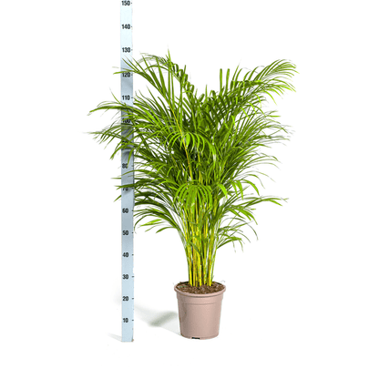 Dypsis Areca Lutescens – Goldfruchtpalme – Zimmerpflanze Ø24cm ↕120-140cm – Tropisch & dekorativ – Federartige Blätter – Pflegeleicht 
