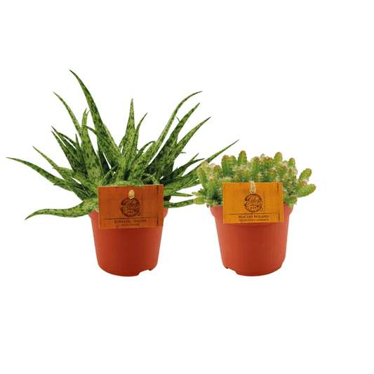 Aloe Spider - Hylocereus Undatus - Pflanzenset - Ø10.5cm - ↕15cm - 2 Stück 