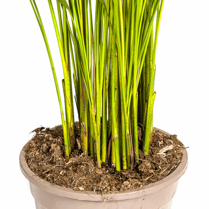 Dypsis Areca Lutescens Ø21cm - ↕100 - 120cm 
