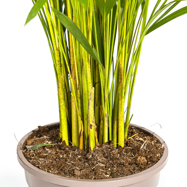 Dypsis Areca Lutescens – Goldfruchtpalme – Zimmerpflanze Ø24cm ↕120-140cm – Tropisch & dekorativ – Federartige Blätter – Pflegeleicht 