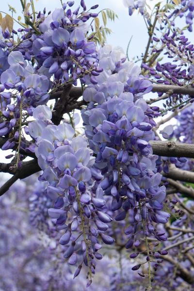 Chinesischer Blauregen - Wisteria sinensis 'Prolific' Glyzinie - Ø15cm - ↕65cm 