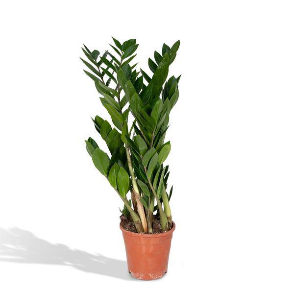 Glücksfeder Zamioculcas Zamiifolia – Zimmerpflanze – Ø 17cm – Höhe 70cm – Pflegeleicht & Wasserspeichernd – Halbschatten geeignet 