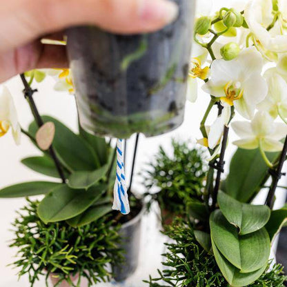 Einlage mit Wasserreservoir für Orchideenschale – Bewässerungssystem für Orchideen – Jungle-Bouquet 3x9cm + 3x WaterWicks – Selbstbewässerung für Kolibri Orchideen – Ø25cm 