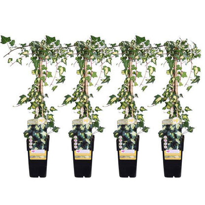 Gold-Efeu - Hedera helix 'Goldheart' - ↨65cm - Ø15cm - 4 Stück 