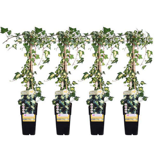 Gold-Efeu - Hedera helix 'Goldheart' - ↨65cm - Ø15cm - 4 Stück 