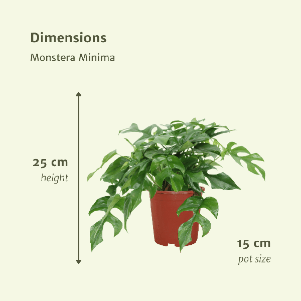 Fensterblatt - Monstera Minima - Zimmerpflanze - Ø15cm - ↕30cm - 2 Stück 