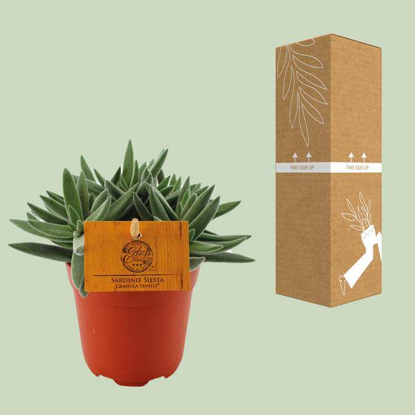 Sukkulente - Crassula Tenelli - Zimmerpflanze - Ø11cm - ↕15cm 